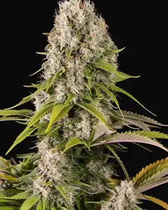 Diesel