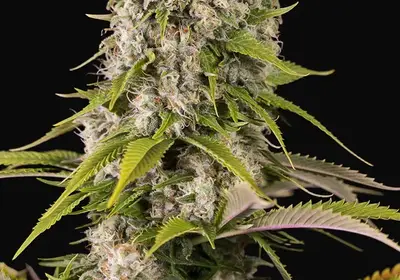 Diesel