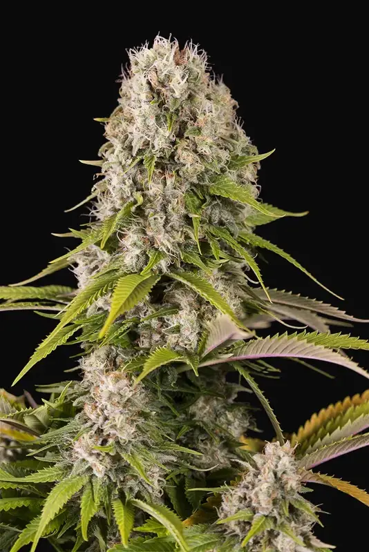 Diesel