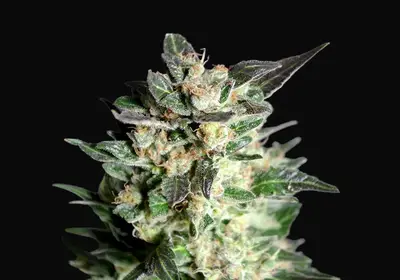Diesel Glue