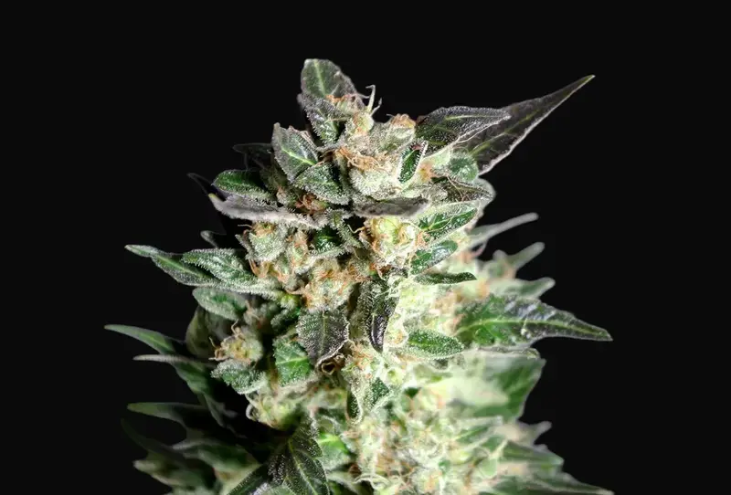 Diesel Glue