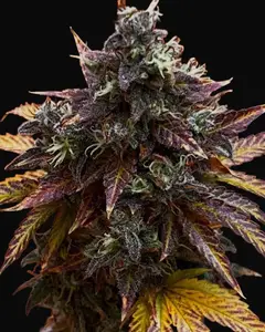 Diesel Ryder BX Auto