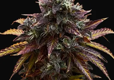 Diesel Ryder BX Auto Regular