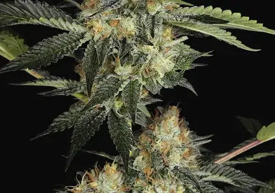 Dinachem