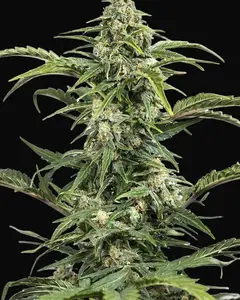 Dinamed CBD Auto