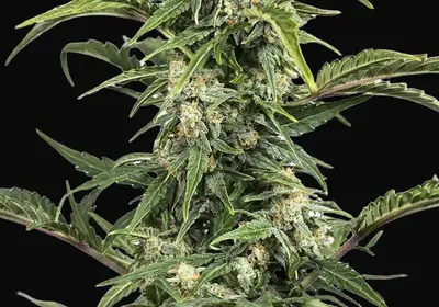Dinamed CBD Auto