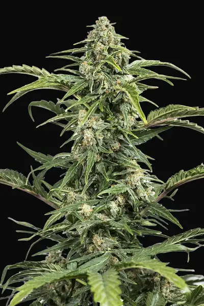 Dinamed CBD Auto
