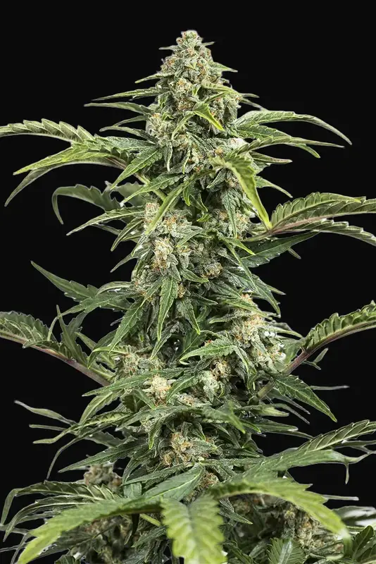 Dinamed CBD Auto