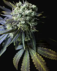 Dinamed CBD