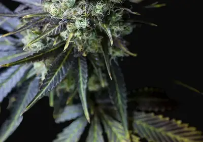 Dinamed CBD