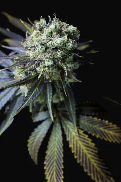 Dinamed CBD