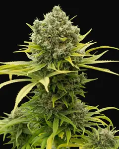 Dinamed CBD Plus
