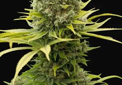 Dinamed CBD Plus