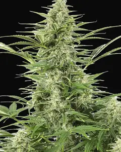 Dinamex Auto