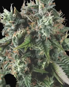 Do-Si-Dos Auto