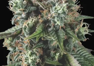 Do-Si-Dos Auto
