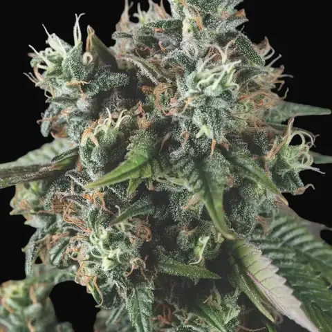 Do-Si-Dos Auto