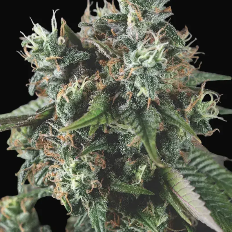 Do-Si-Dos Auto