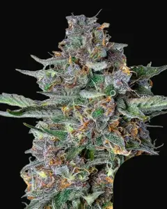 Do-Si-Dos Auto