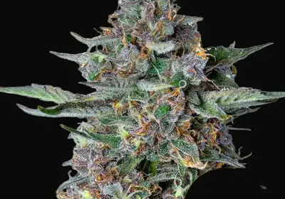 Do-Si-Dos Auto