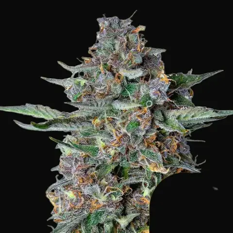 Do-Si-Dos Auto