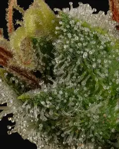Do-Si-Dos