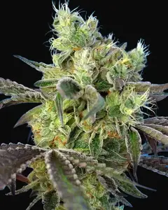 Do-Sweet-Dos
