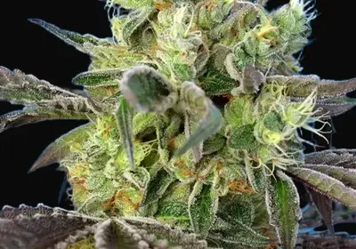 Do-Sweet-Dos