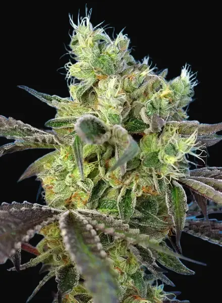 Do-Sweet-Dos