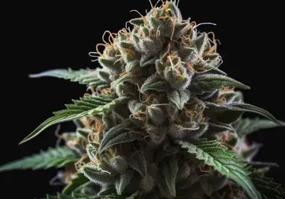 Doctor Jamaica Auto