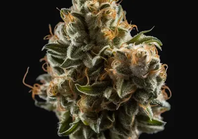 Doctor Jamaica