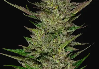 Don Carlos