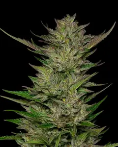 Don Carlos