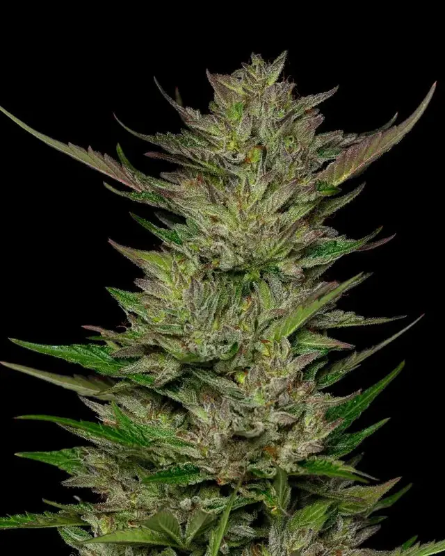 Don Carlos