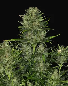 DoSiDos Auto
