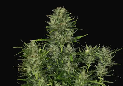 DoSiDos Auto