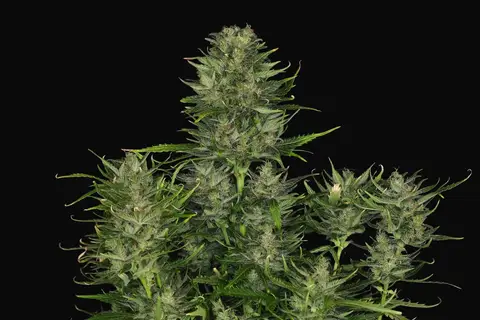 DoSiDos Auto