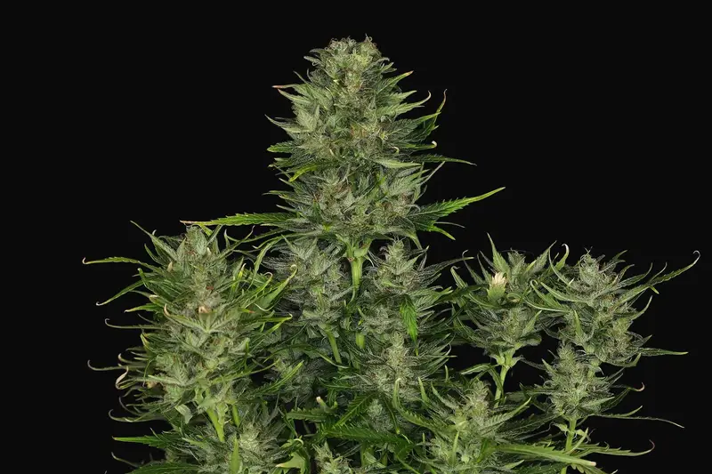DoSiDos Auto