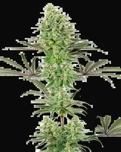 Double Banana Kush Feminized