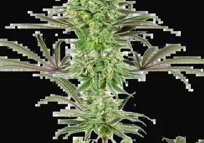 Double Banana Kush Feminized