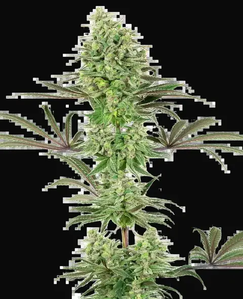 Double Banana Kush Feminized