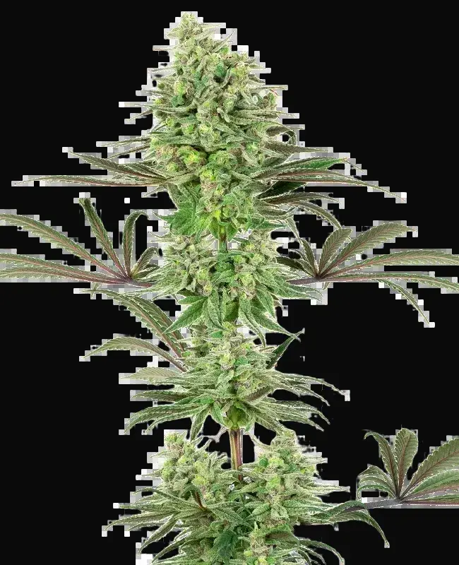 Double Banana Kush Feminized