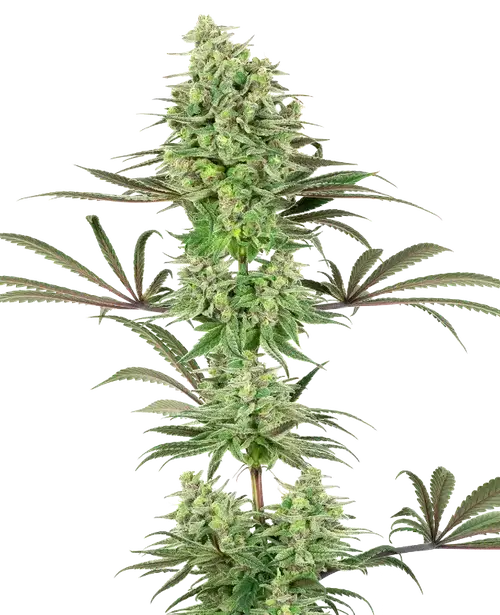 Double Banana Kush Feminized