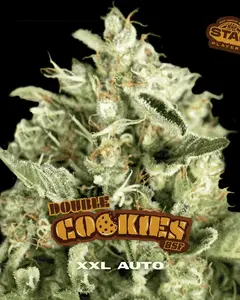 Double Cookies Auto