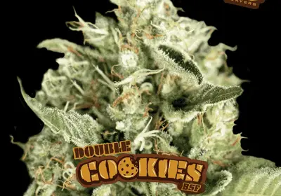Double Cookies Auto
