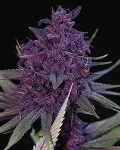Double Dalai V2 Regular
