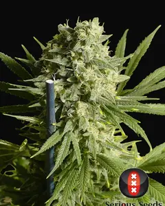 Double Dutch Regular