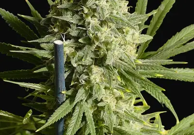 Double Dutch Regular