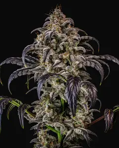 Double Grape Auto
