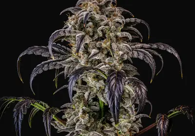 Double Grape Auto